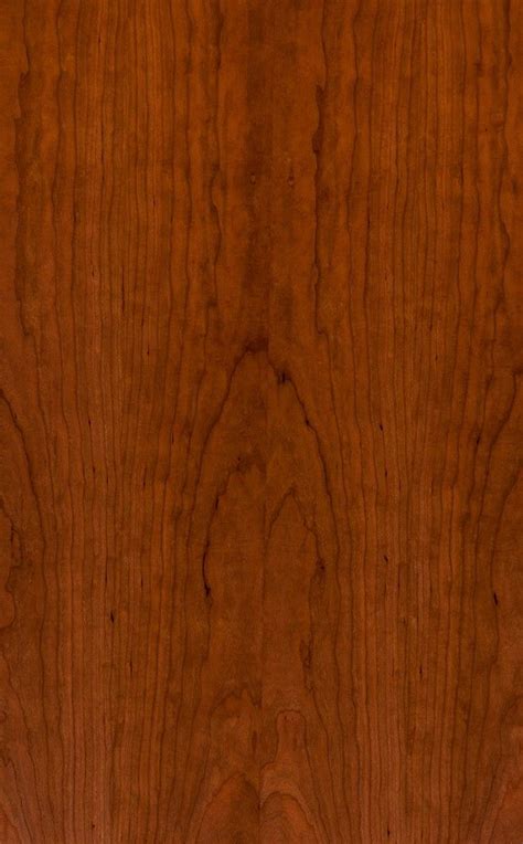 American Black Cherry Tree Wood / black cherry, Prunus serotina ...