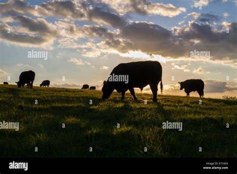 Field of cows sunset hi-res stock photography and images - Alamy