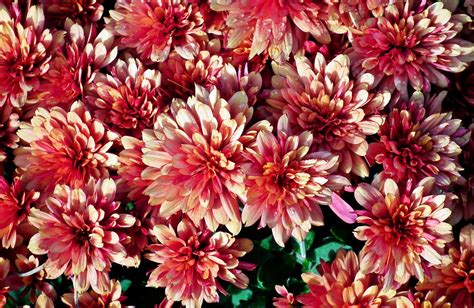 Chrysanten Bloemen Herfst Gratis Foto Op Pixabay Pixabay