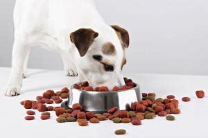 Alimentación para perros PerrosAmigos