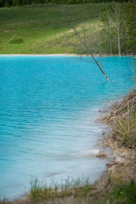 Rbol Muerto En Agua Envenenada Soluci N Alcalina Descarga De La Ceniza