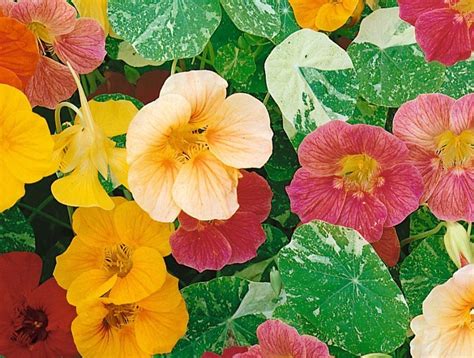 Nasturtiums Alaska Mix - Mountain Top Seed Bank