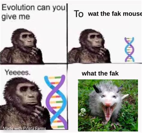 Evolution Can You Give Me A Memes Pi Ata Farms The Best Meme