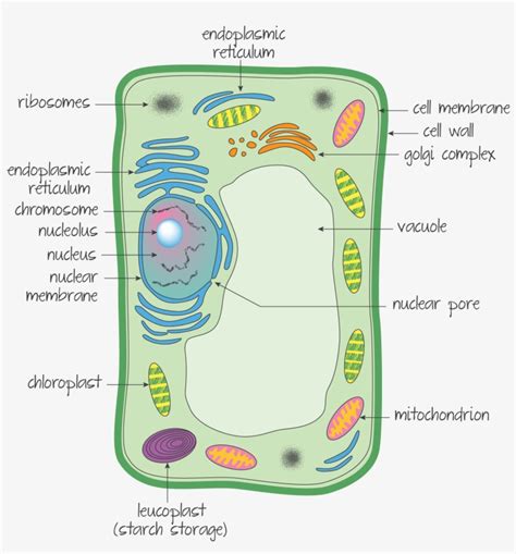 Ultrastructure Of A Eukaryotic Cell A Plant Cell Ultrastructure Of