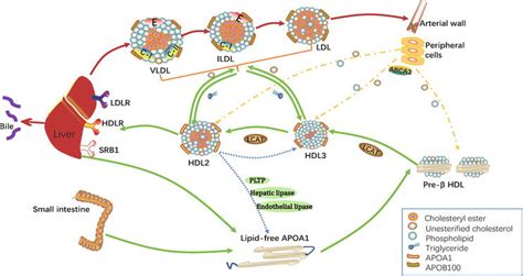 Structural Basis And Functional Mechanism Of Lipoprotein In Cholesterol