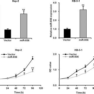 Overexpression Of MiR 936 Improves The Drug Sensitivity Of LSCC Cells