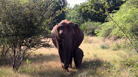 Asian elephants have lost 64% of their suitable habitat, scientists say ...