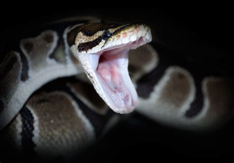 Snake Bite | My Ball Python Care | Flickr