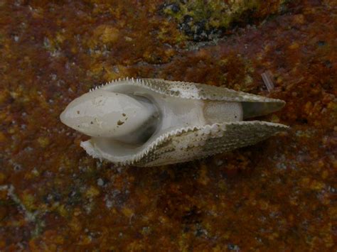 Common Piddock Coastwise North Devon