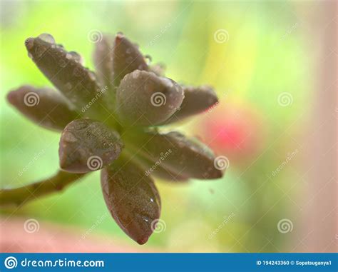 Closeup Green Succulent Ghost Plant Graptopetalum Paraguayense Cactus