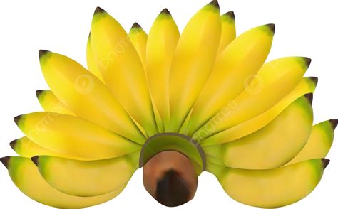 Gambar Cat Air Pisang Pisang Buah Kuning Png Transparan Clipart Dan ...