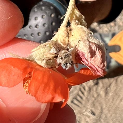 Ochraceous Chimney Bee From Santa Rosa And San Jacinto Mountains