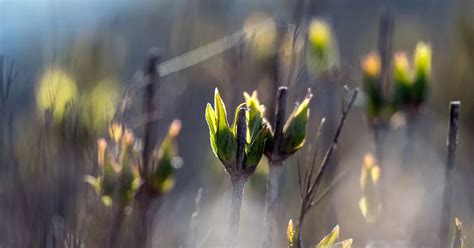 Wetter in Baden Württemberg Wann wird es Frühling 2024