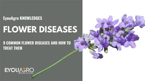 9 Common Flower Diseases and How to Treat Them | EYOUAGRO