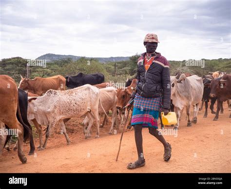 Maasai herding cattle hi-res stock photography and images - Alamy