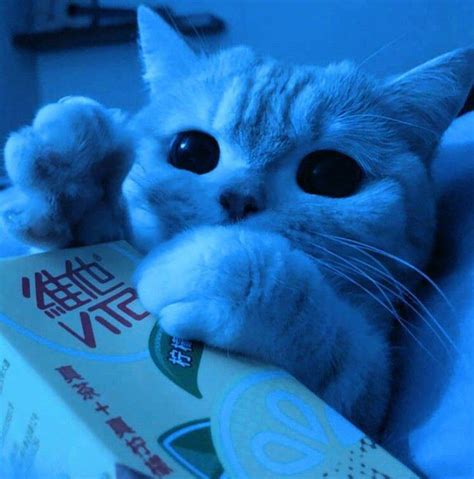 Blue cat | Blue cats, Cute cat, Cute cats photos