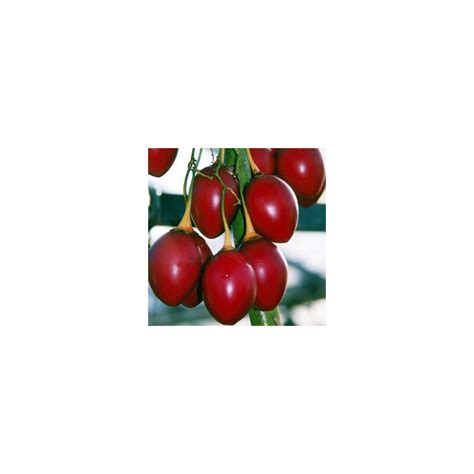 Semillas De Tamarillo Cyphomandra Betacea El Rbol Del Tomate Comprar