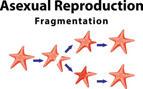 Starfish Reproduction