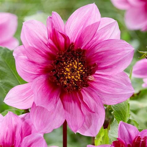 Buy Anemone Flowered Dahlia Dahlia Bayou Pbr Delivery By Waitrose