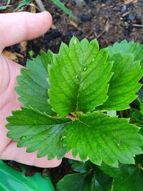 My Strawberry Plant Grew A Leaf With 5 Instead Of 3 Parts Rgardening