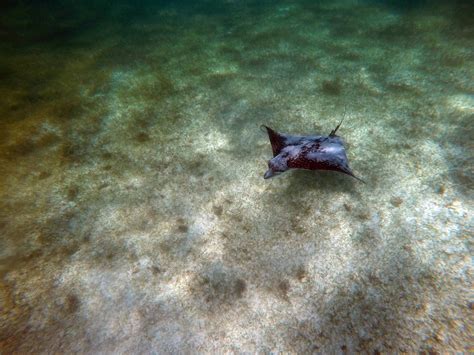 Underwater Photography of a Stingray · Free Stock Photo