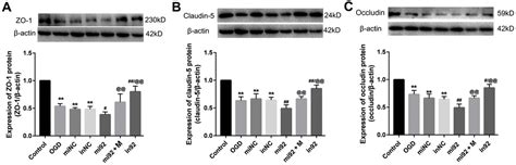 Alisol A Acetate Protects Against Brain Microvascular Endothelial