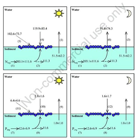 Net Measured And Theoretical Ammonium Nh 4 And Soluble Reactive