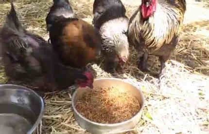 Can Chickens Eat Mealworms? 6 Awesome Benefits