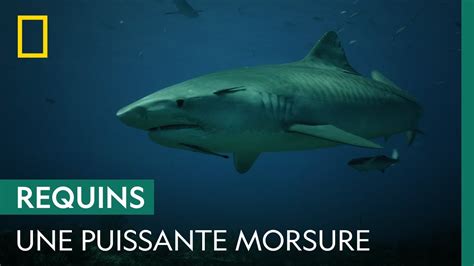 Quelle Est La Puissance De La Morsure Du Requin Tigre YouTube