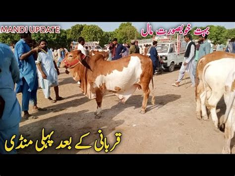 Today Shiekh Wahan New Latest Routine Sheikh Wahan Cow Mandi Update