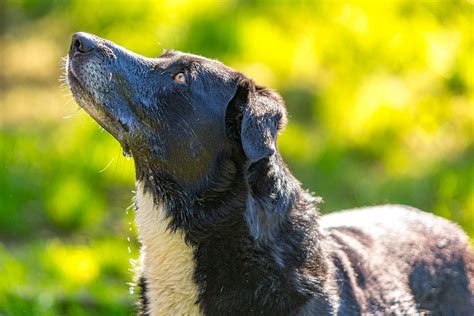 Devon Dog Rescue And Rehoming Rescue Dogs For Adoption In Devon