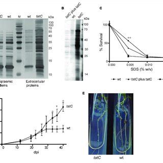 Phenotypic Characterization Of Tatc Mutant Strain A Periplasmic