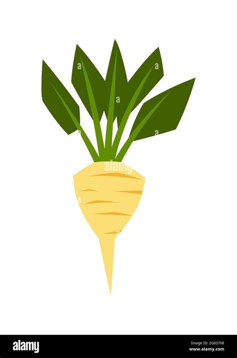 Sugar Beet Cultivation Stock Vector Images Alamy