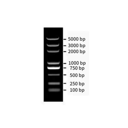 DNA Marker III 分子量标准100 5000bp