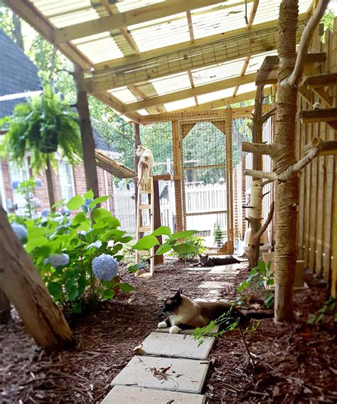 Connected Outside Cat Enclosures With An Enclosed Tree Outside Cat