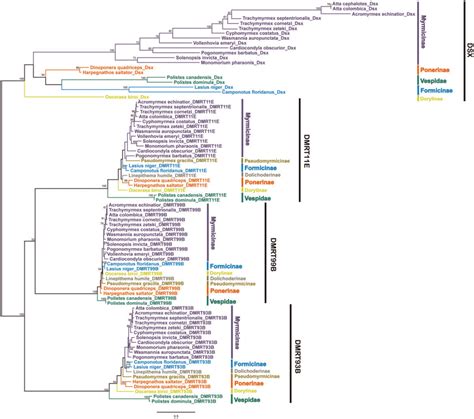 Maximum Likelihood Phylogenetic Analysis Of The Deduced Amino Acid