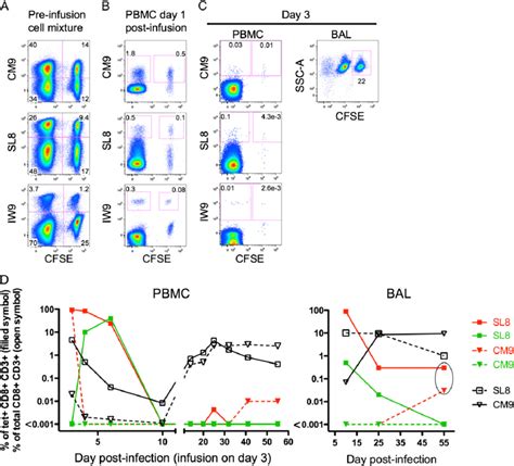 Detection And Persistence Of Cfse Labeled Hemiallogeneic Siv Specific