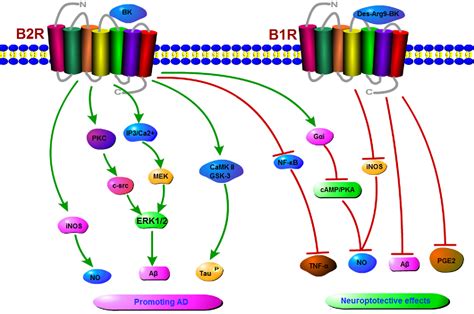 Figure 2 from The Dual Role of Kinin/Kinin Receptors System in Alzheimer’s Disease | Semantic ...