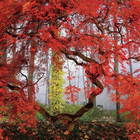 Types Of Japanese Maple Trees Fessvs