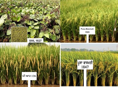 Adopt Multiple Cropping System Involving Pulses For Economic Sustainability Pau Urges Farmers