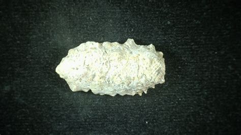 Triassic Phytosaur Reptile Scute #8 | Fossils for Sale