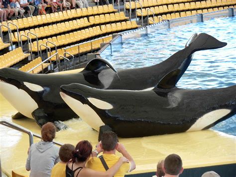 Orcas In Captivity Dorsal Fin