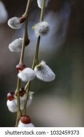 Beautiful Pussy Willow Stock Photo 1032459373 Shutterstock