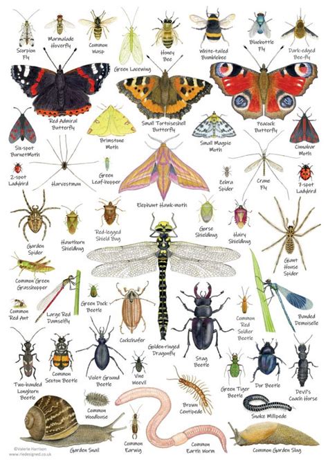 British Minibeasts Invertebrates Identification A4 Card Poster