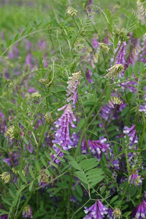 Hairy Vetch Seed