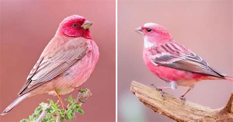 Meet The Pink-Browed Rosefinch, Beautiful Little Bird With Gorgeous Color