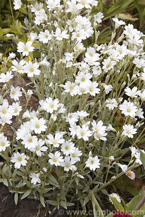 Small White Flowers Growing Out Of The Ground