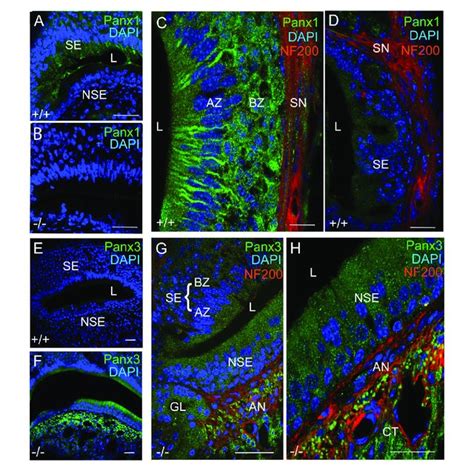 Panx1 Protein Expression In The NSE Of The Juvenile Mouse VNO A