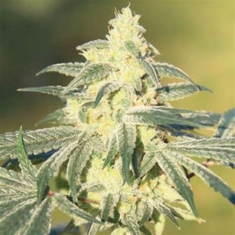 Gorilla Glue Fast Version Cannabis Seeds Seed Depot Canada