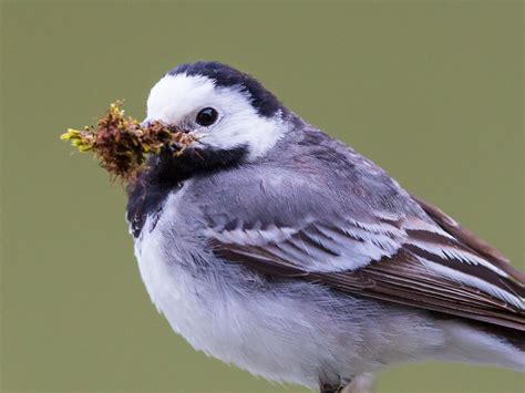 Pied Wagtail Nesting (Behaviour, Eggs + Location) | Birdfact